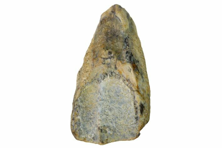 Fossil Triceratops Shed Tooth - Montana #164706